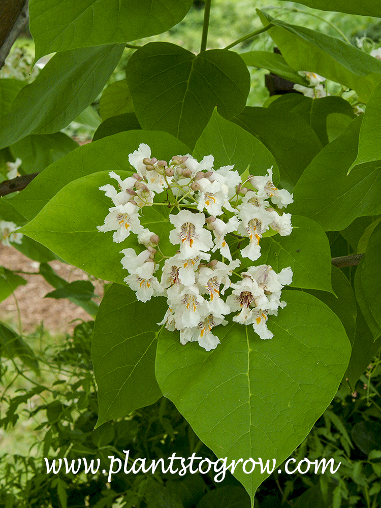 Golden Catalpa (Catalpa bignonoides aurea) 
Picture taken June 21st and the leaves at this time have a greenish-yellow color.